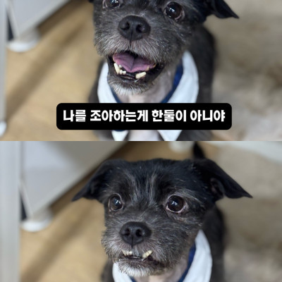 후추 컴백!